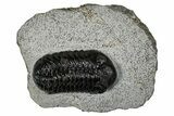 Bargain Austerops & Morocops Trilobite Fossils - 2 to 3" - Photo 5